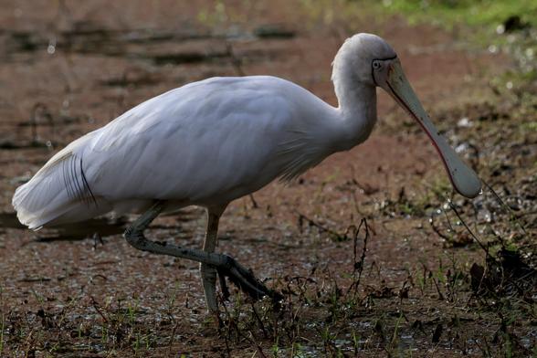 Yellow-billed Spoonbill Platalea flavipes