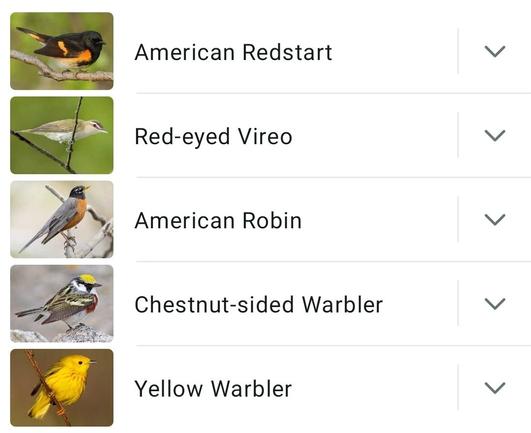 A list with thumbnail photos of birds
American redstart
Red-eyed vireo
American Robin
Chestnut sided warbler
Yellow warbler