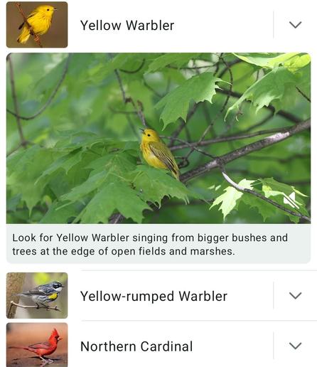 A photo from the app of a yellow warbler in foliage and the words 'look for yellow warbler singing from bigger bushes and trees at the edge of open fields and marshes.'
Under that photo are 2 more thumbnail photos of birds heard: 
Yellow-rumped warbler
Northern Cardinal