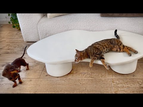 a brown dachshund on a hardwood floor and a bengal cat laying on a table look at one another
