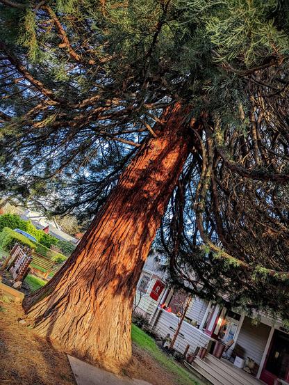 The base of a Giant Sequoia that is at least 6 foot in diameter. The camera is on an angle so the visible trunk is framed all around by branches. The sunset light is shining dramatically on the tree.