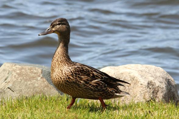 Photograph of a female mallard standing on grass next to a lake.