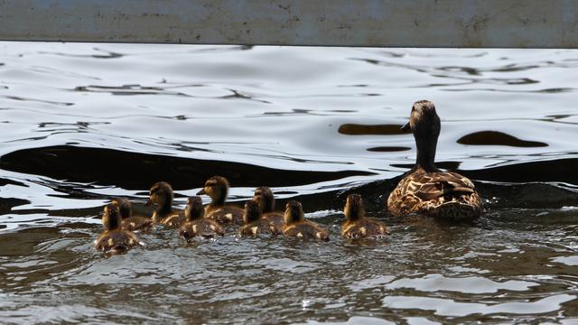 Photograph of a female mallard swimming away from the camera, followed by nine fuzzy ducklings in a line to her left.