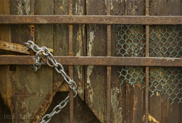 Iron Chains and Wood - A weathered wood door with a rusty iron gate in front of it. A chain locks the gate, and green chicken wire is attached between the door and gate to the right.
