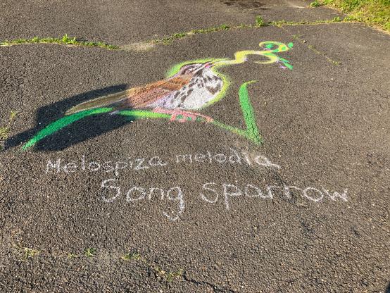 A chalk drawing of a song sparrow on a blade of reed or strong grass. It has a mainly white chest with flecks of black and a shape like a heart in black feathers. Its wings are brown. A yellow thread like smoke comes out of its mouth--this is its song. It's labeled "Melospiza melodia Song Sparrow"