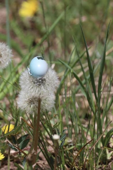 A broken blue egg on a dandelion tuft