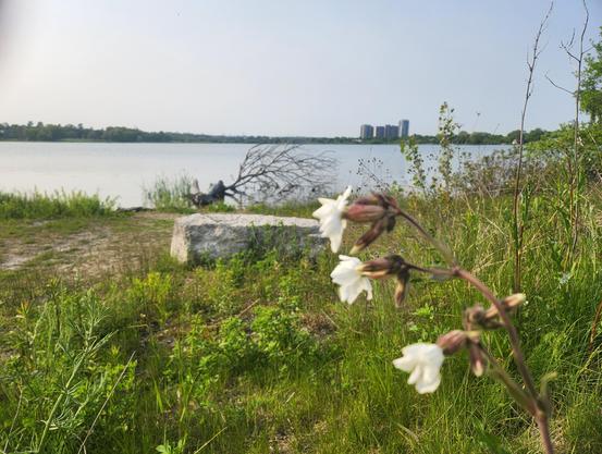 Flowers in foreground. Bay in back.