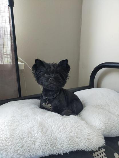 Black yorkie