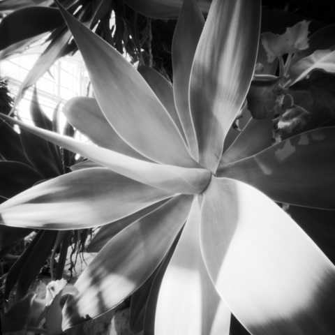 Photograph of a plant whose long pointy leaves spend out like a flower with a long spike emerging from the centre.