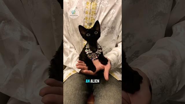 This Cat Looks Like an Alien and Acts Like a Monkey?