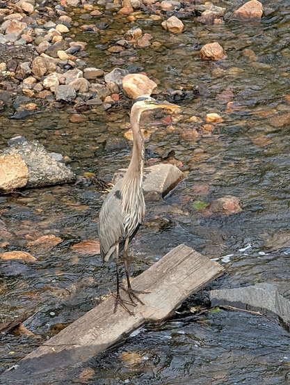 A great blue heron (maybe Ardea Herodias?) standing on a rock jutting out of a pebbly stream.