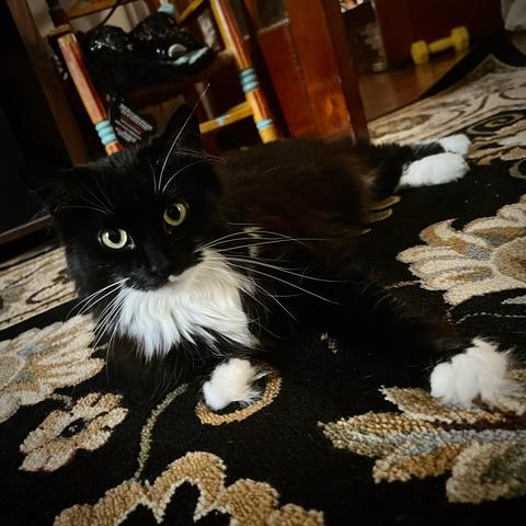 Close-up photograph of a long-haired cat with tuxedo markings and white paws laying on an ornate rug. Her green eyes look into the camera as her legs extend behind her.