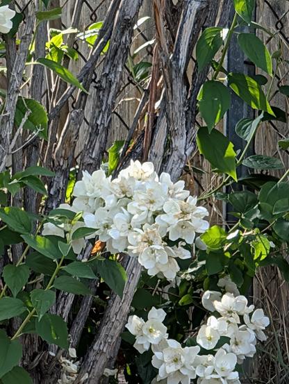 Closeup photo of the flowers on a gardenia bush.