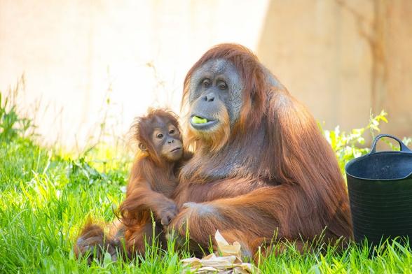 In a lush green field, an adult and a juvenile orangutan are resting together. The adult orangutan is positioned on the left side, and the juvenile is on the right side of the image. The juvenile is holding a green leaf in its mouth, possibly tasting the fresh grass. There is also a black basket in the right corner of the image.