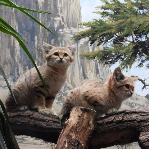 Gorgeous #Sandcats at #ZooBerlin

#cats #cats #animalphotography #nature #photography  #caturday