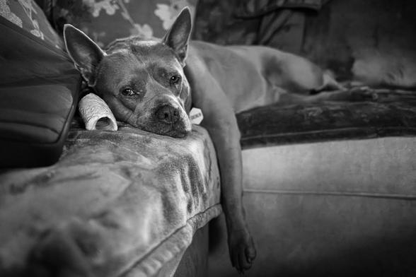 A black and white photo of a prick-eared dog laying on a sofa with one foreleg dangling off the edge of it and her head next to a hollow white bone, gazing sleepily into the camera.