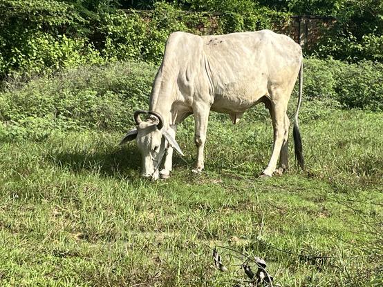 the cow on my walk.