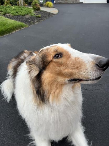 Fluffy white and brown dog that I believe is a type of collie laying temporarily on a paved driveway.