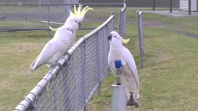 Cockatoos seen drinking from a bubbler at a Sydney park. Photograph: Royal Society Biology Letters