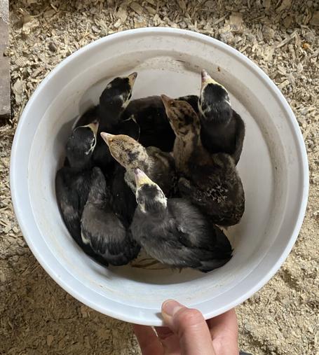 A white bucket, from above, with several black and brown turkey poults standing together inside it.