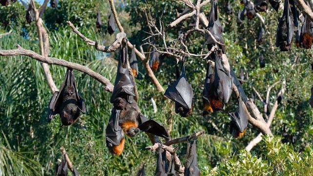 A colony of black flying foxes hanging from trees