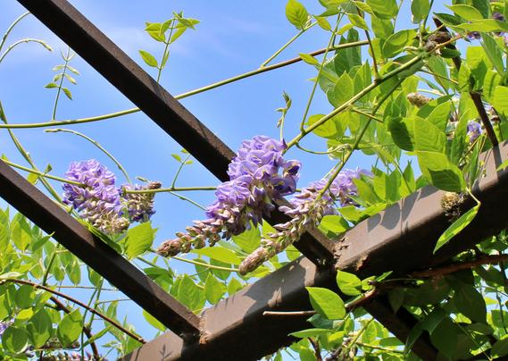 Clusters of light purple blooms growing on vines along metal beams are beginning to open. Mostly blue sky overhead in the background.