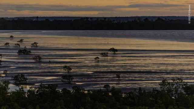 Natural colour, but a sepia monochrome view of Nightcliff Bay at dusk. The last of the sunlight is slanted almost horizontally across both the water and the exposed sand flat, showing ripples in water and sand alike, only she flat shine of water in pools showing where land is. A dull diagonal across the further side of the bay gives a hint as to where the water lies. Sprinkled across the flat are pioneering mangroves, isolated individual trees, or colonies of a few individuals, growing where no others have managed to take root. At high tide, many of these trees are completely submerged, but here they're visible, in sombre silhouette.