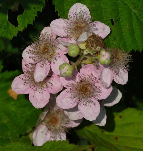 Pinkish Colored Blackberry Blossoms