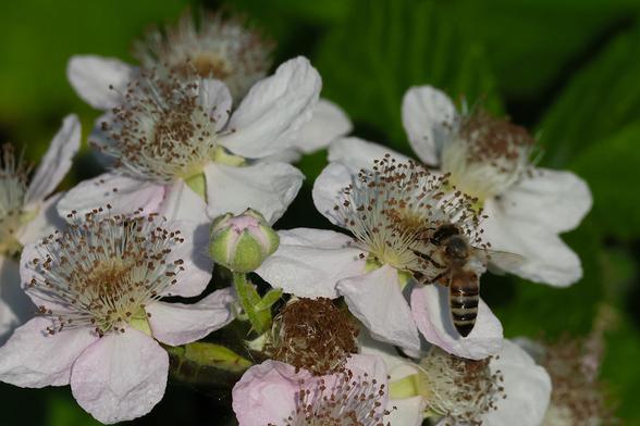 Bee Hard at Work on a Blackberry Blossom