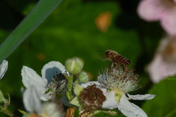Blackberry Blossoms with a Bee in Flight