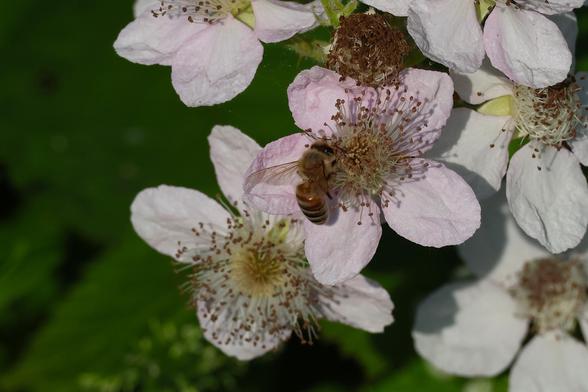 Bee Hard at Work on a Blackberry Blossom