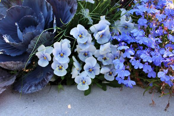 White pansies with purple veins leading to a yellow center at the edge of a cement container with purple kale on one side and multi-petal light purple blooms on the other side. Some thin green blades of foliage are intermixed with the pansy blooms.