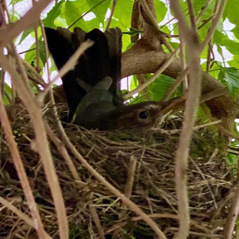 Vogel im Nest