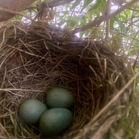 Nest ohne Vogel, Türkise eier.