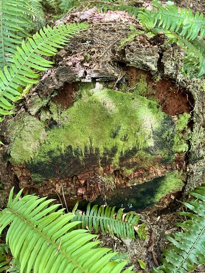 The flat end of a sawn tree trunk lying on its side has a big splash of green moss that looks more like paint. It is surrounded by large fern fronds.