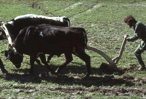 A modern photograph of a man guiding an ard being pulled by two large oxen.