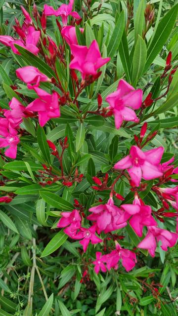 Un laurier rose en fleurs