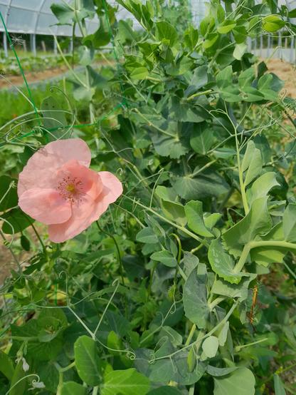 Un coquelicot rose pâle qui a grimpé avec les pois mangetout dans le tunnel