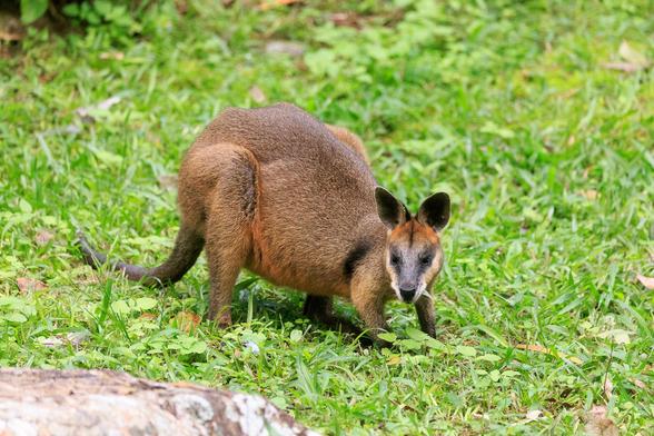 A Swamp Wallaby on all fours, having a munch of grass. She's of the rufous colouring that is typical in my area, with a grey snout, black inside her ears, black socks and tail tip.
