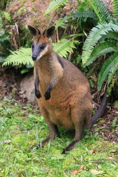 The same Swamp Wallaby in another part of the backyard. She's standing on her rear legs, next to a rock retaining wall that has fishbone ferns growing out of it. She's alert because of the sound of my youngest child bringing the bin up from the road.