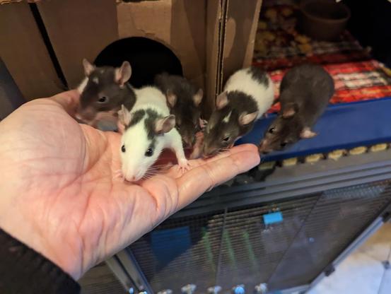 a group of five baby rats running up a human's hand