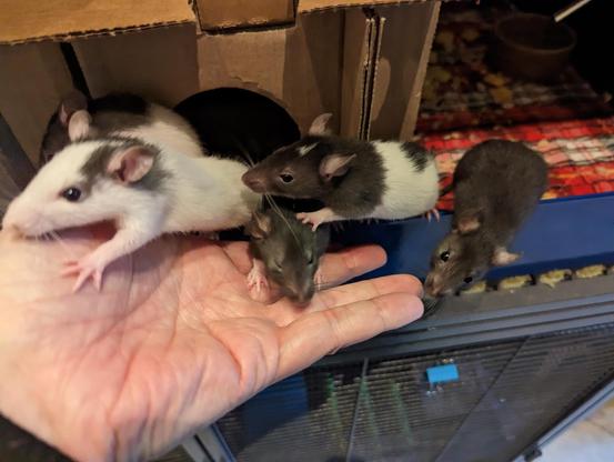 a group of five baby rats running up a human's hand