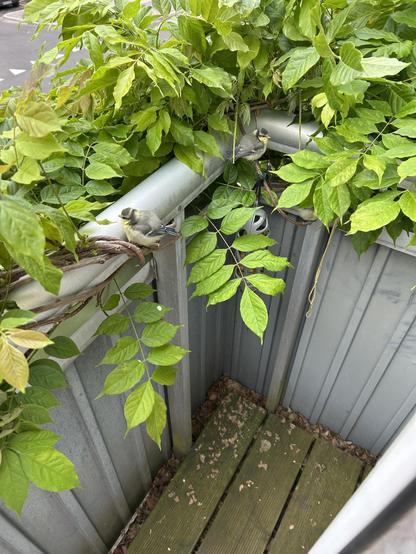 Two fluffy, but flight mature tit babes perch near the feeder under the wisteria growing along the railing around my wee balcony