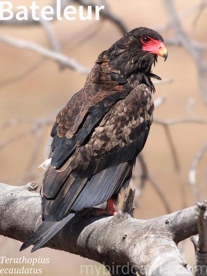 🌍 Bateleur (Terathopius ecaudatus)

The Bateleur is a striking, medium-sized eagle with a distinctive, very short tail, long pointed wings, and vibrant red facial skin and legs. Adults are predominantly black with a chestnut back and tail, and grey shoulders. Females have more grey on their secondary flight feathers. Juveniles are all brown with bluish facial skin, maturing over 7-8 years.

Found across Sub-Saharan Africa and possibly the extreme southern region of the Arabian Peninsula, Bateleurs inhabit open savanna and woodland. They are largely solitary or in pairs, territorial, and spend much of the day in acrobatic, low-altitude gliding flight, rocking side-to-side. They are opportunistic hunters and scavengers, feeding on small mammals, birds, reptiles, and carrion. 2.5 Flash (Edited) 

Conservation status: Endangered (IUCN 3.1)

📷: Photo by paulbright via Pixabay https://pixabay.com/photos/bird-wildlife-nature-animal-wild-3235541/

NGVH