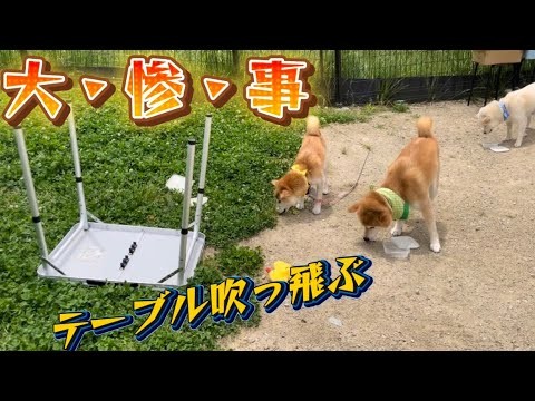 柴犬6匹のバースデーランチが大惨事になってしまいました！