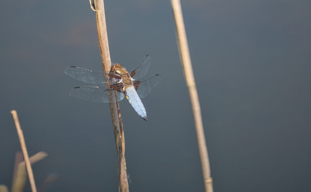 Une libellule déprimée mâle (libellule avec un abdomen relativement plat, bleu pâle avec quelques taches jaune sur le côté) sur la tige d'un roseau.