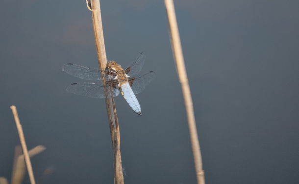 Une libellule déprimée mâle (libellule avec un abdomen relativement plat, bleu pâle avec quelques taches jaune sur le côté) sur la tige d'un roseau.