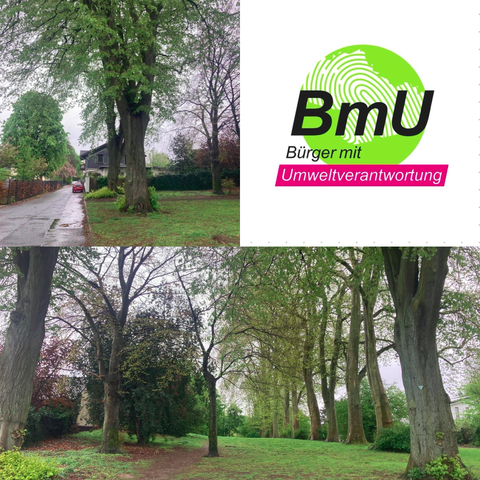 Das Foto zeigt eine Baumallee