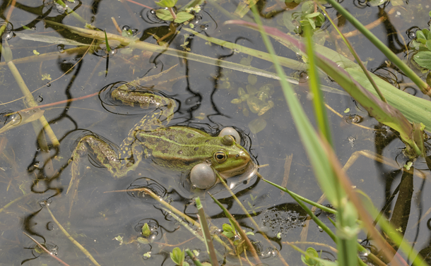 Une grenouille dans l'eau avec ses sacs vocaux (petites poches de peau sur les côtés de la tête) gonflées comme deux baudruches