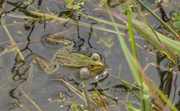 Une grenouille dans l'eau avec ses sacs vocaux (petites poches de peau sur les côtés de la tête) gonflées comme deux baudruches